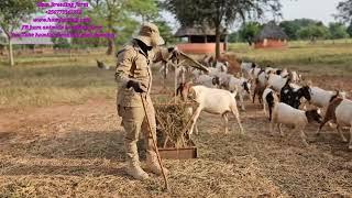 How to take care of kids when their mothers go for feeding in the field  for better performance