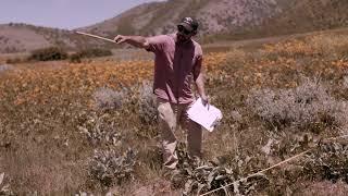 Range Vegetation Monitoring: Belt Transect