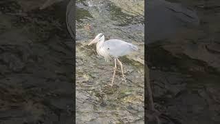 뇌 힐링/ 허수아비 낚시법../ 왜가리의 기다림../ South Korea Nowon Danghyeoncheon Stream ,