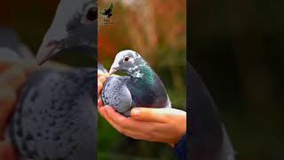 Nestsister Grizzle Best Kittel | Pigeon For Sale | Racing Pigeon Auctions | Racer Pigeon