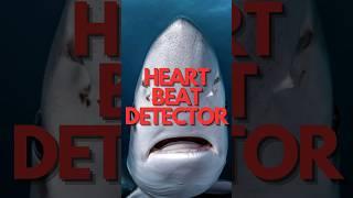 Sharks Electric Superpower! #sharks #sharkfacts #sharkscience #animalfact #animals #wildlife