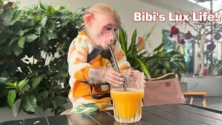 Bibi enjoys a luxurious life with fresh orange juice at a high class cafe!
