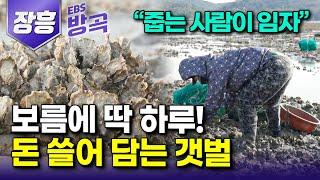 [전남 장흥] "오늘만큼은 주워 담는 사람이 임자!" 보름에 단 한 번 마음 가는 대로 자연산 굴 따기 허락된 주인 없는 석화 밭｜석화구이｜남포마을｜#한국기행 #방방곡곡