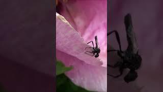 Комаха після дощу. (переозвучка) #shorts #Insects