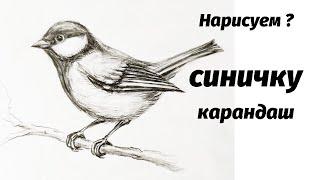 Как нарисовать синичку карандашом. Мастер-класс / Short pencil drawing tutorial: titmouse