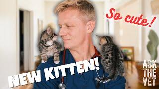 New kitten? 5 top tips from a Vet! | ASK THE VET with Dr Scott Miller