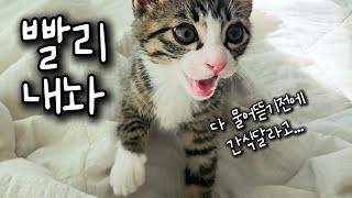 깡패냥이 미미 마음에안들면 일단 물어뜯어버린다구요!!