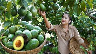 Avocado season in my village - Harvest avocado and cooking - Countryside life TV