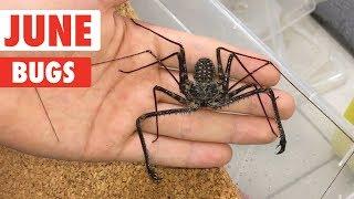 Creepy Bugs Compilation: Amazing Insects | Bug Compilation