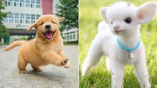 Funniest Animals 2024  Best Funny Cats and Dogs  Part 21 | Cute Baby Dogs