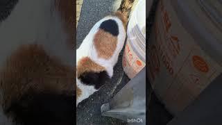 집사를좋아하는#길고양이 #고양이 #cat #재미로고양이
