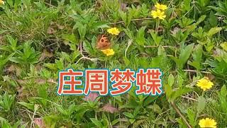 莊周夢蝶，蝴蝶是莊周？莊周是蝴蝶？  講述莊子故事 Zhuangzi