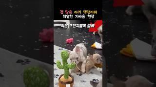 선인장을 만난 겁 많은 댕댕이 #동물 #강아지