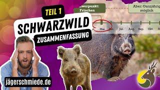  Schwarzwild - Zusammenfassung (Teil 1)