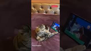 Aww️!!She watching Tom & Jerry  || Pets Kingdom || #shorts #cats