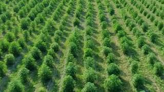 Hemp farming for full spectrum CBD oil production