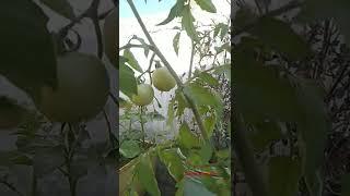 Tomato Tree Kaise Lagaye  || #shorts #garden #viral