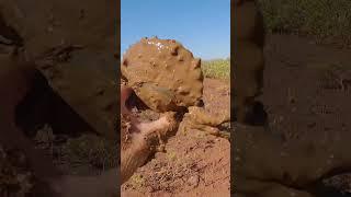 GIANT MUD CRAB CATCH & COOK