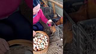 pick up eggs#farming#enjoyrurallife#satisfying #naturerurallife#rurallife #vegetables#ruralharvest