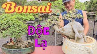 Những TP Bonsai Duối độc lạ nhiều người quan tâm nhất