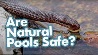 Are Natural Pools Safe? Natural Pool FAQ Answered