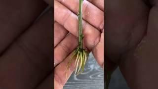 ZZ PLANT CUTTING TRANSPLANT TO SOIL