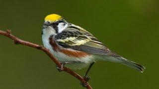 Birding Warblers