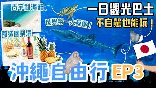 沖繩EP3️不自駕也能輕鬆玩一天！必看世界第一的超大鯨鯊、免費海豚表演｜古宇利島純淨海灘沖繩唯一！獨特釀造的鳳梨酒、名護酒｜擬真恐龍森林探險｜一日觀光巴士行程分享｜Okinawa, Japan