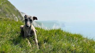 Top 5 Reasons Whippets Make the Best Pets