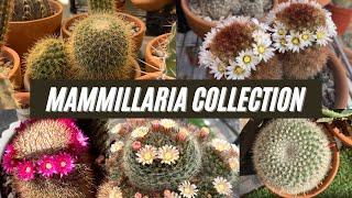 My Mammillaria Cactus Collection