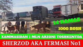 SHERZOD AKA YORVORDILA 14 KAMAZ BUQA XAMMAGA YETADI 1 MLN ARZONIGA MAN SOTAMAN DEDILA