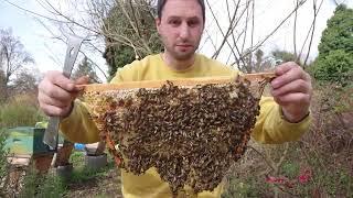 Einraum Home-Hive Erstdurchsicht im Frühling