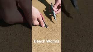 Beach Worms  #BeachFishing #FishingAdventures#BeachLife #CatchoftheDay #BeachAnglers#FishingGoals