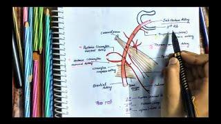 Axillary Artery Anatomy || Origin || Parts || Branches || Relations || Upperlimb Artery || Easy