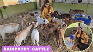 Shortest cows Breed | Nadipathy Cattle | Nadipathy Goshala #vlog #yt #farm #animals #cow