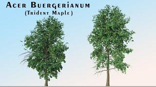 3d model of Acer Buergerianum Trees (Trident Maple) (2 Trees)