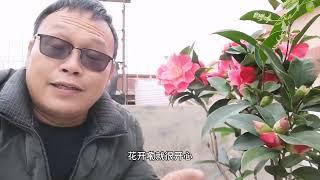 茶花不开花？看完这个视频，来年满头花