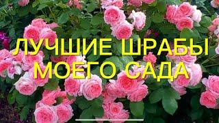 Топ 7 самых любимых и красивых шрабов моего сада. Выбираем лучшее.