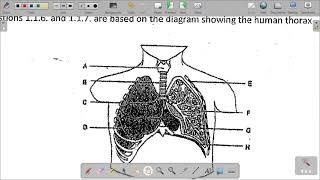 GRADE 11 LIFE SCIENCES PAPER 1END OF TERM 4 MEMO