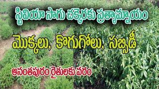 చెక్కరకు బదులుగా స్టీవియా సాగు | Stevia Cultivation In Telugu | Manjunath -9482509888 | 9902963938