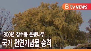 [인천]'800년 장수동 은행나무' 국가 천연기념물 승격/SK브로드밴드 뉴스