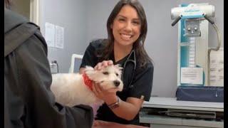 Petsadena Is Looking for A Doctor to Join Our Team!