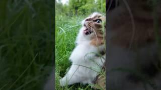 Сибирский характер. Кот Плюх.