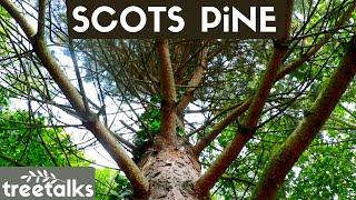 Scots Pine Tree - Facts & Identification