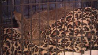 Unidentified mystery animal baffles experts