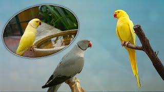 yellow Ring Nack Parrots | Green Ring Nack Parrots | Zeshan Pets Info