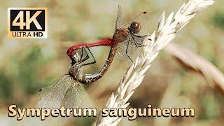 Ruddy darter (Sympetrum sanguineum)