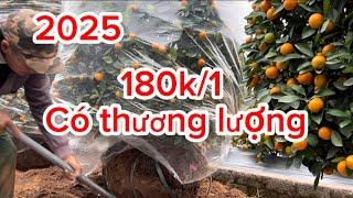 Quất cảnh Tết 2025 cây tháp lùm dáng thông giá rẻ