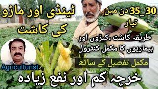 saquash farming in Pakistan | tindi and maro crop | tindi ki kasht | maro vegetable | ٹینڈی | ماڑو