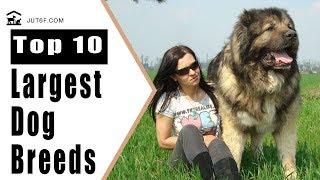 Biggest Dog In The World - Top 10 Largest Dog Breeds In The World